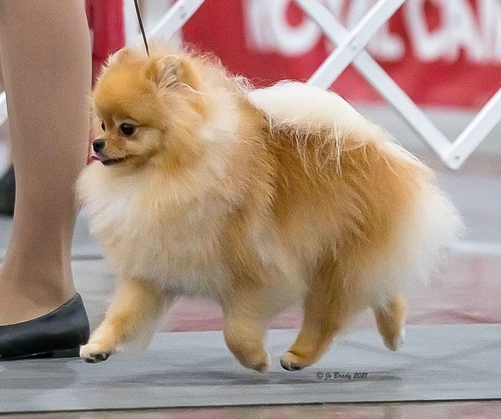 Pomeranian Puppies from Champion lines breeder image 5