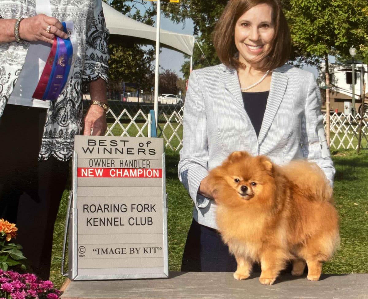 Pomeranian Puppies from Champion lines breeder image 4