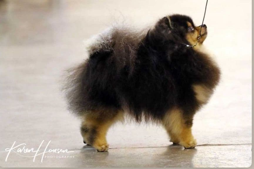 Pomeranian Puppies from Champion lines breeder image 6