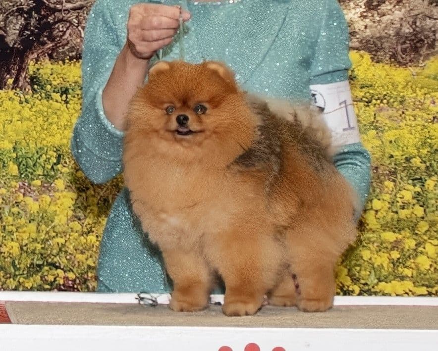 Pomeranian Puppies from Champion lines breeder image 1