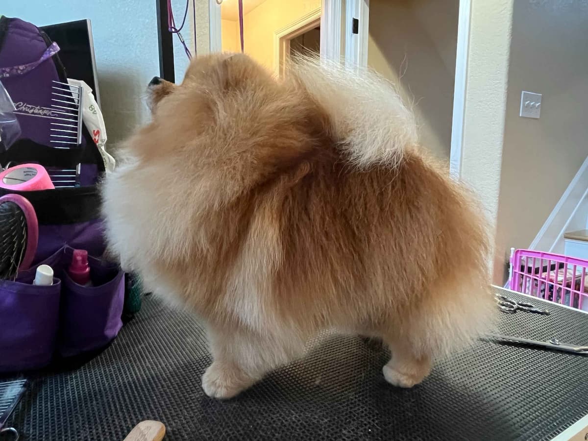 Pomeranian Puppies from Champion lines breeder image 7