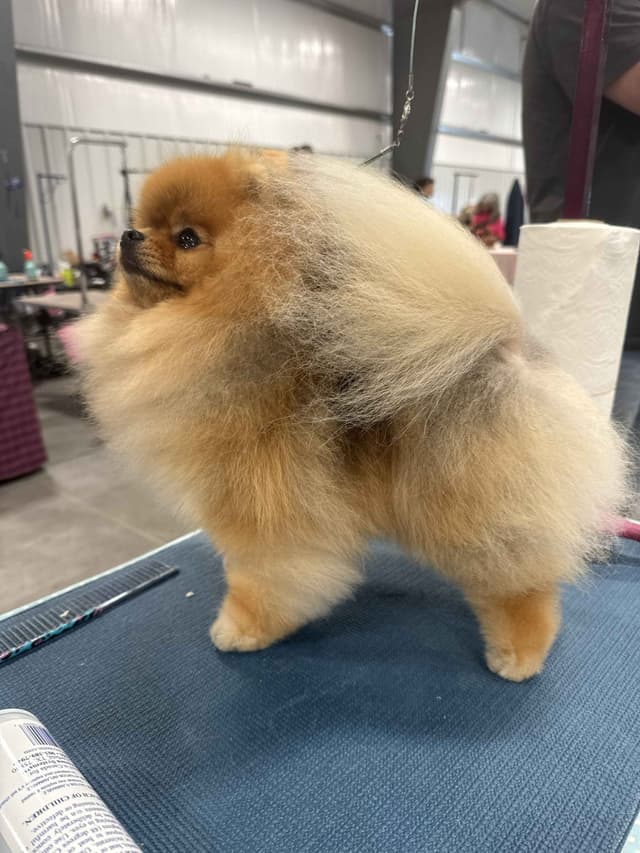 Pomeranian Puppies from Champion lines media 4