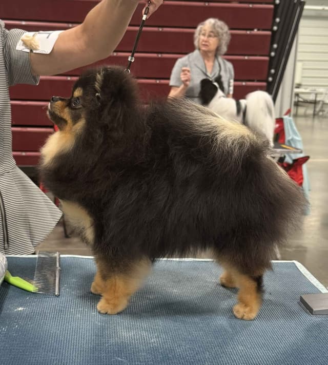 Pomeranian Puppies from Champion lines media 5