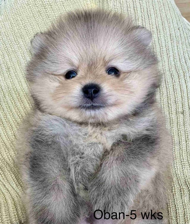 Pomeranian Puppies from Champion lines media 6