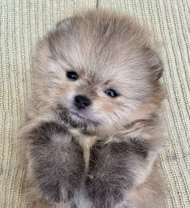 Pomeranian Puppies from Champion lines media 8