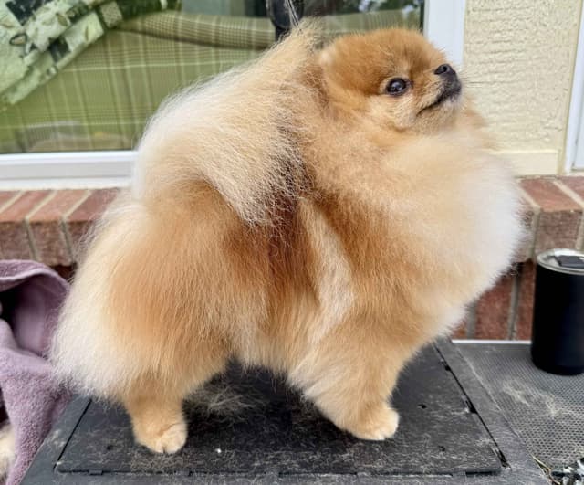 Pomeranian Puppies from Champion lines media 12