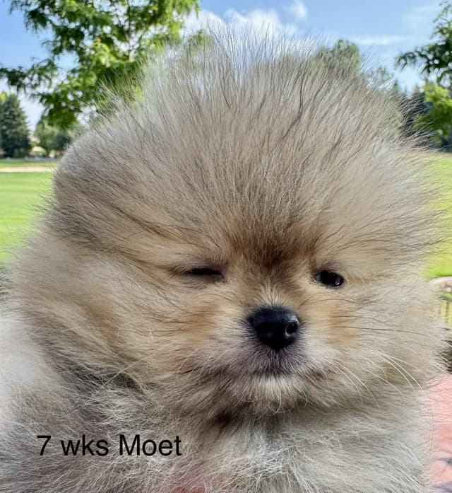 Pomeranian Puppies from Champion lines media 3