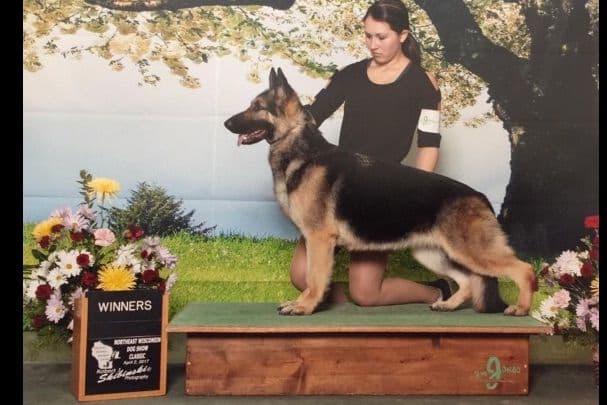 German Shepherd Dog Puppies breeder image 1