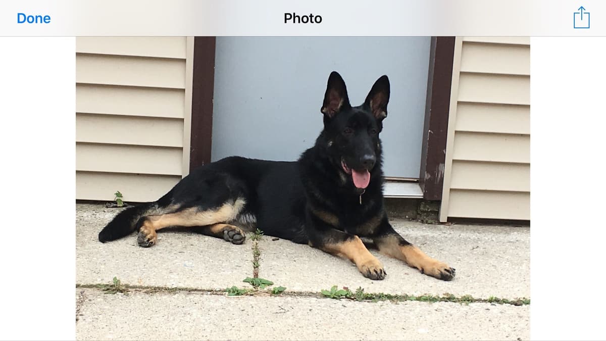 German Shepherd Dog Puppies breeder image 2