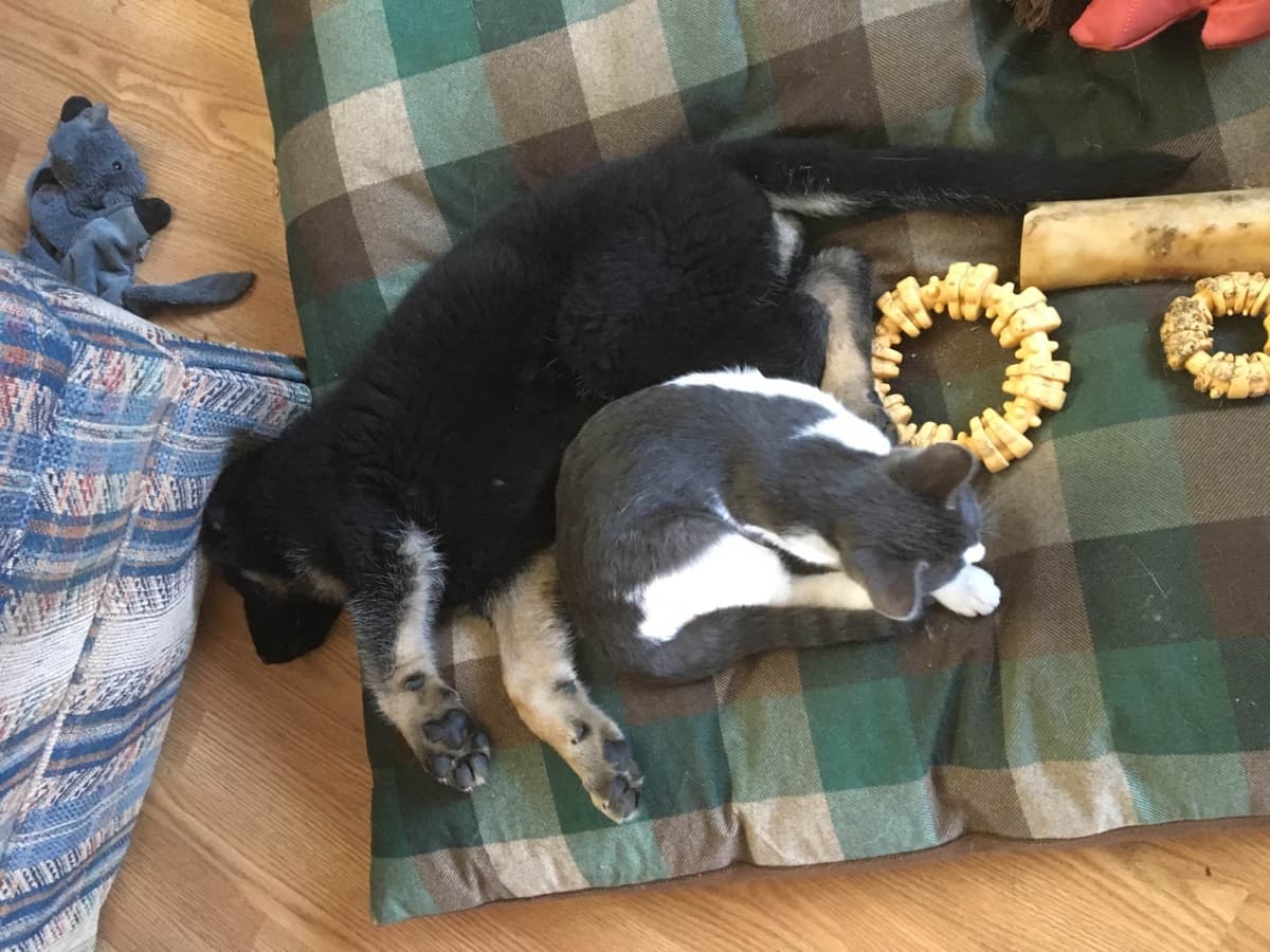 German Shepherd Dog Puppies breeder image 3