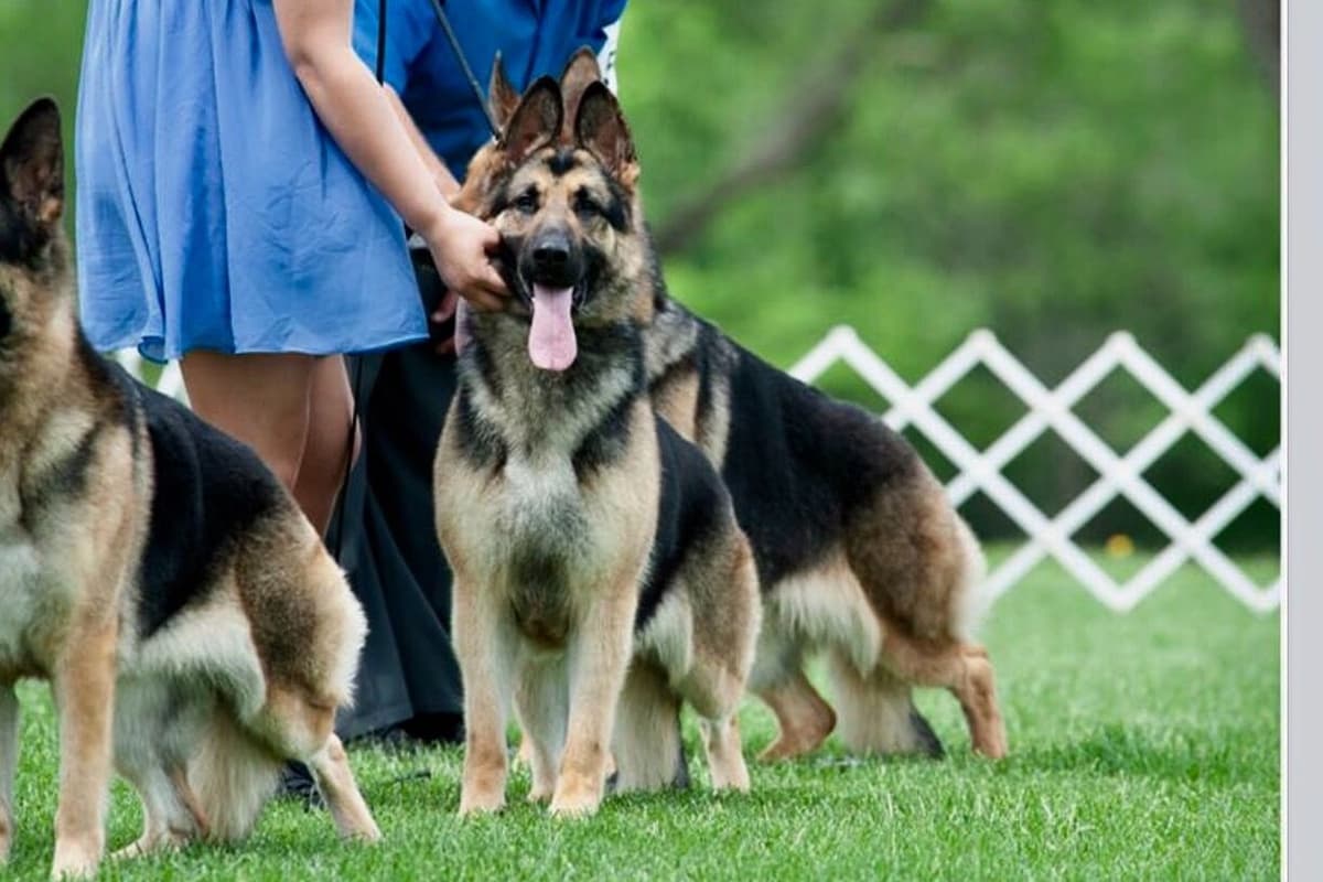 German Shepherd Dog Puppies breeder image 5