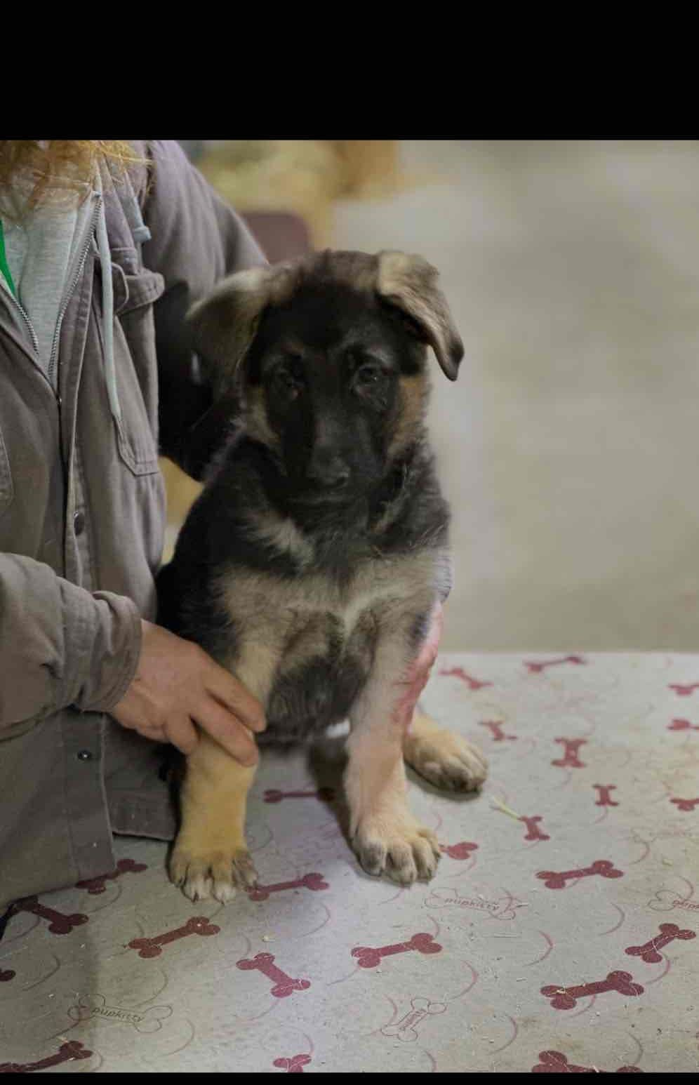 German Shepherd Dog Puppies breeder image 6
