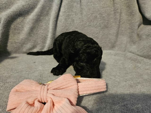 Standard Poodle Puppies media 5