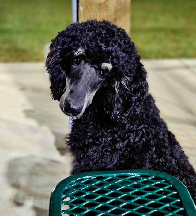 Standard Poodle Puppies media 2