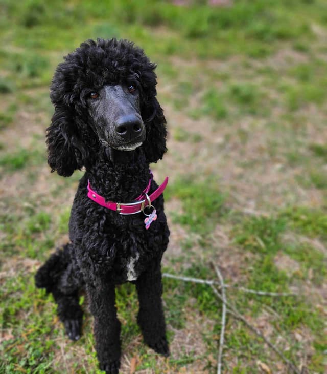 Standard Poodle Puppies media 3