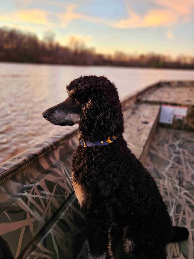 Standard Poodle Puppies media 4