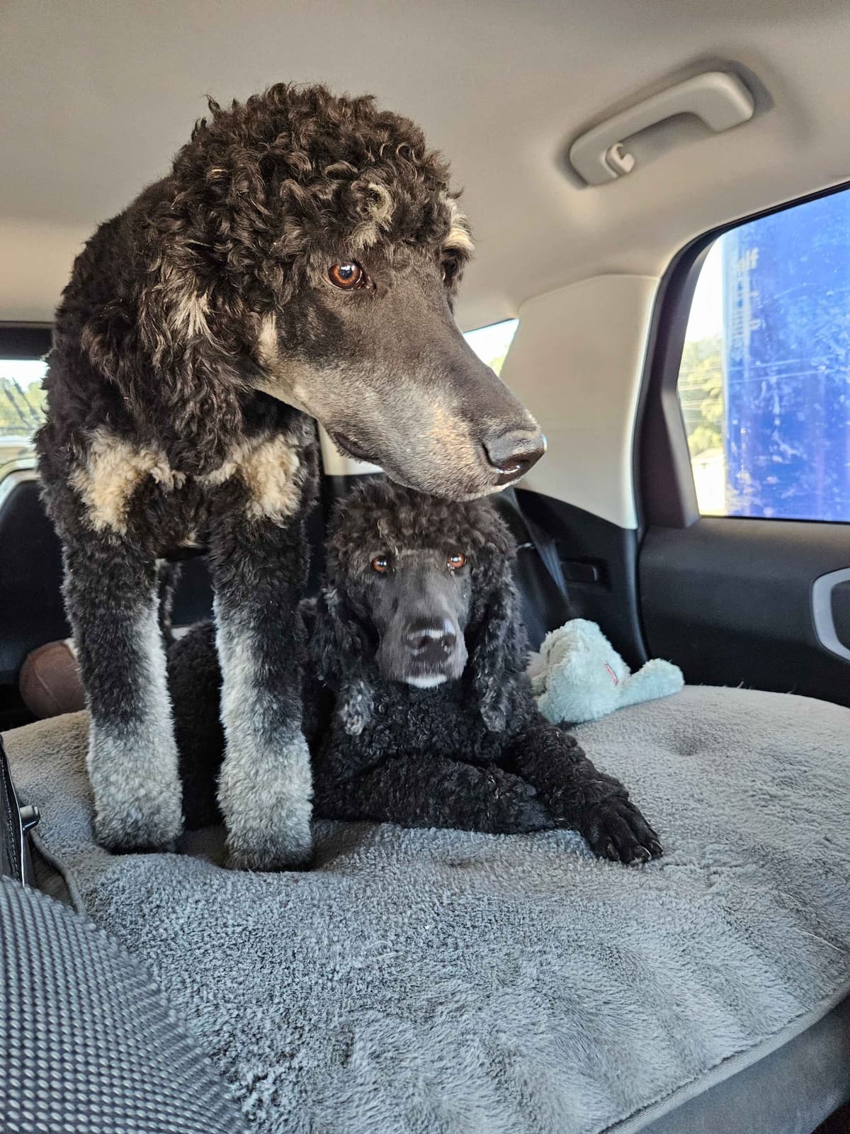 Standard Poodle Puppies breeder image 1