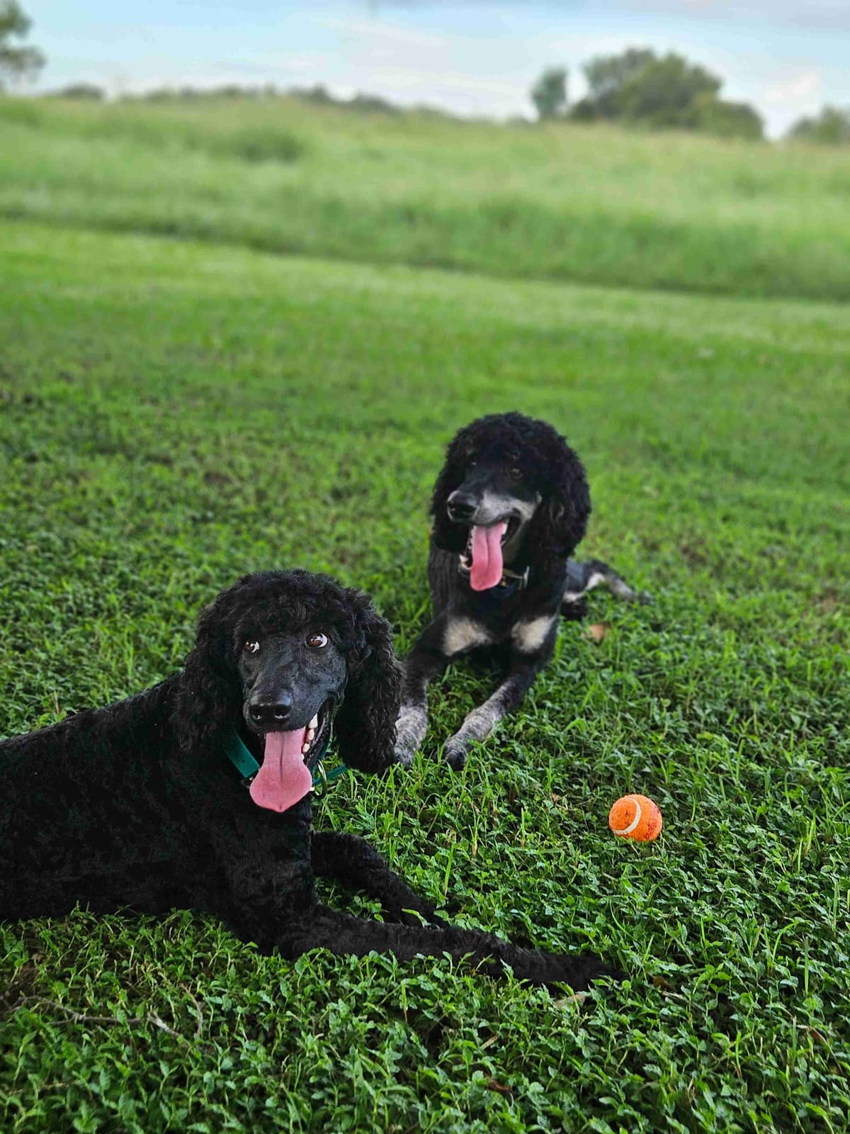 Standard Poodle Puppies breeder image 2