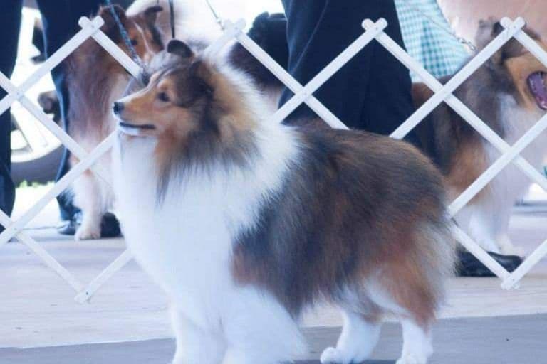 Shetland Sheepdog Puppies breeder image 4