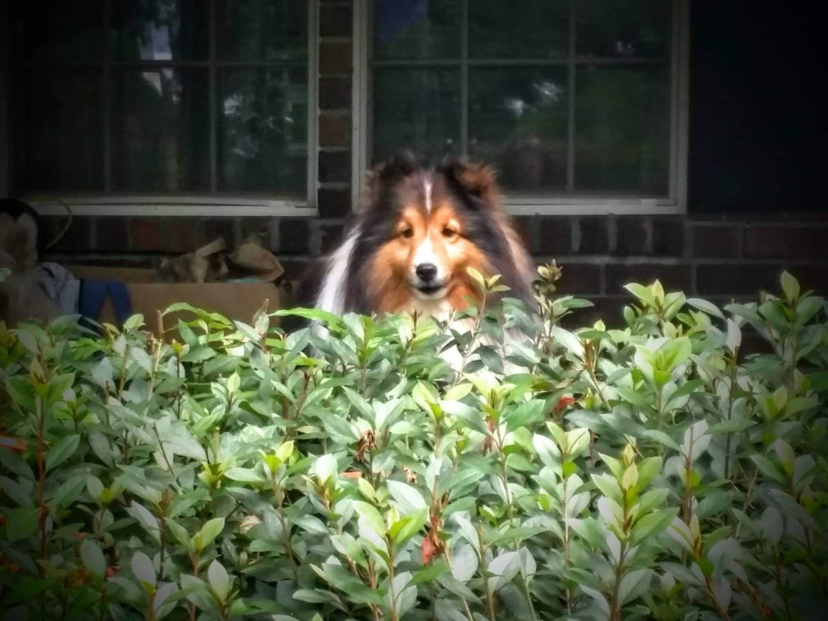 Shetland Sheepdog Puppies breeder image 5