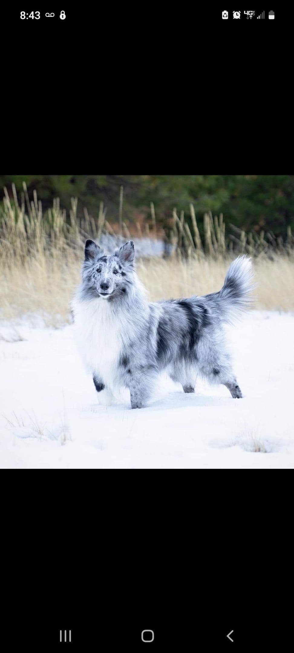 Shetland Sheepdog Puppies breeder image 7