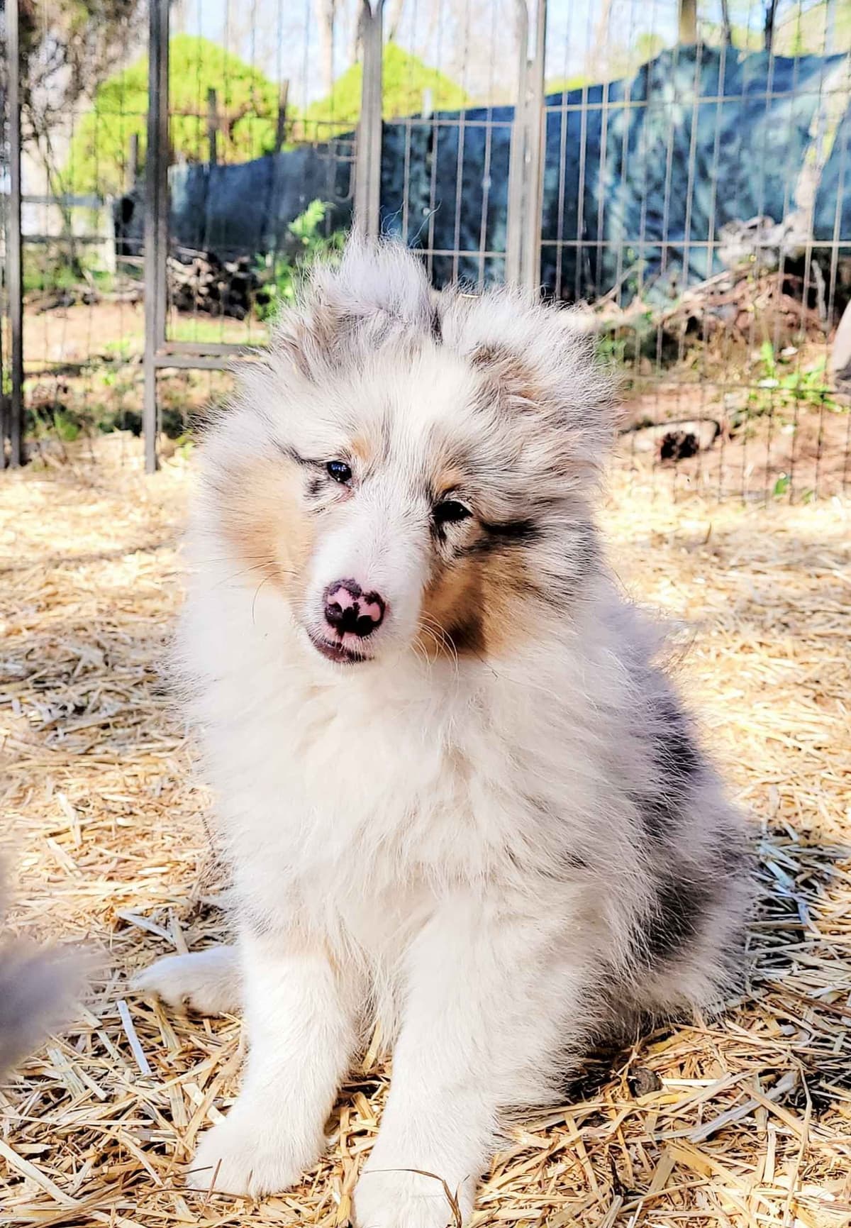 Shetland Sheepdog Puppies breeder image 1