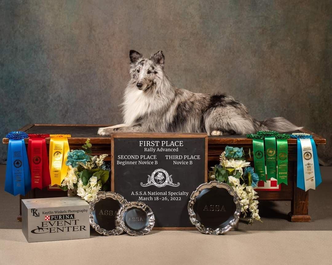 Shetland Sheepdog Puppies breeder image 9