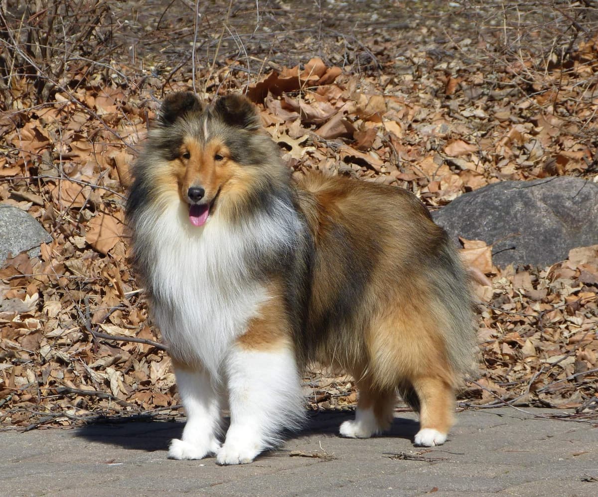 Shetland Sheepdog Puppies breeder image 10