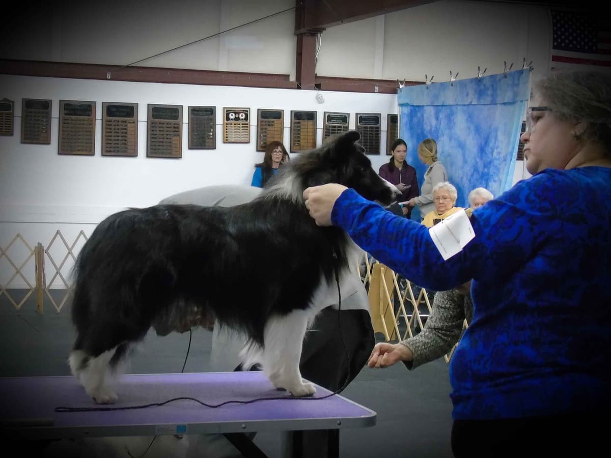 Shetland Sheepdog Puppies breeder image 11