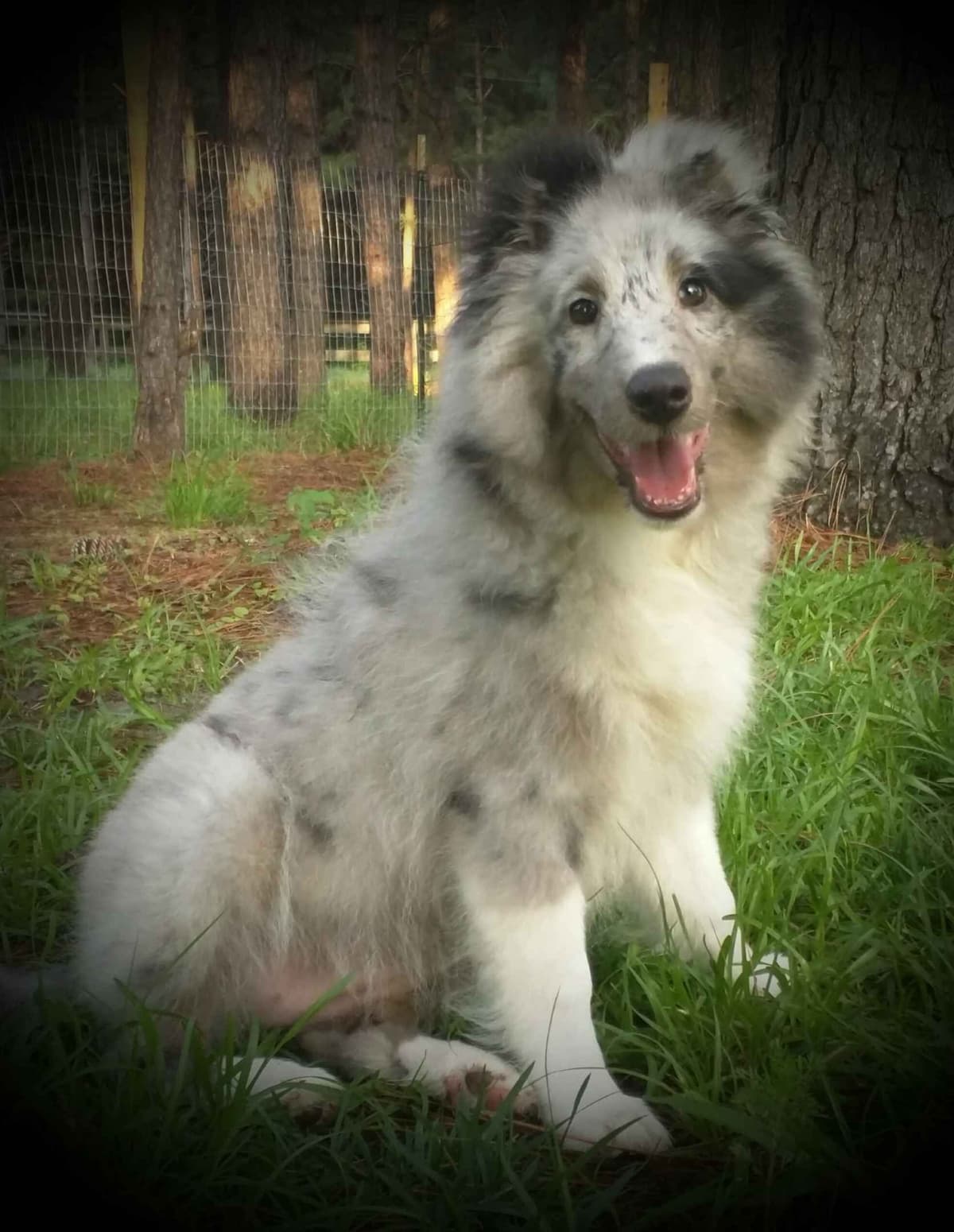 Shetland Sheepdog Puppies breeder image 12
