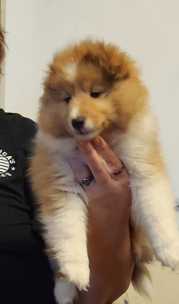 Shetland Sheepdog Puppies breeder image 14