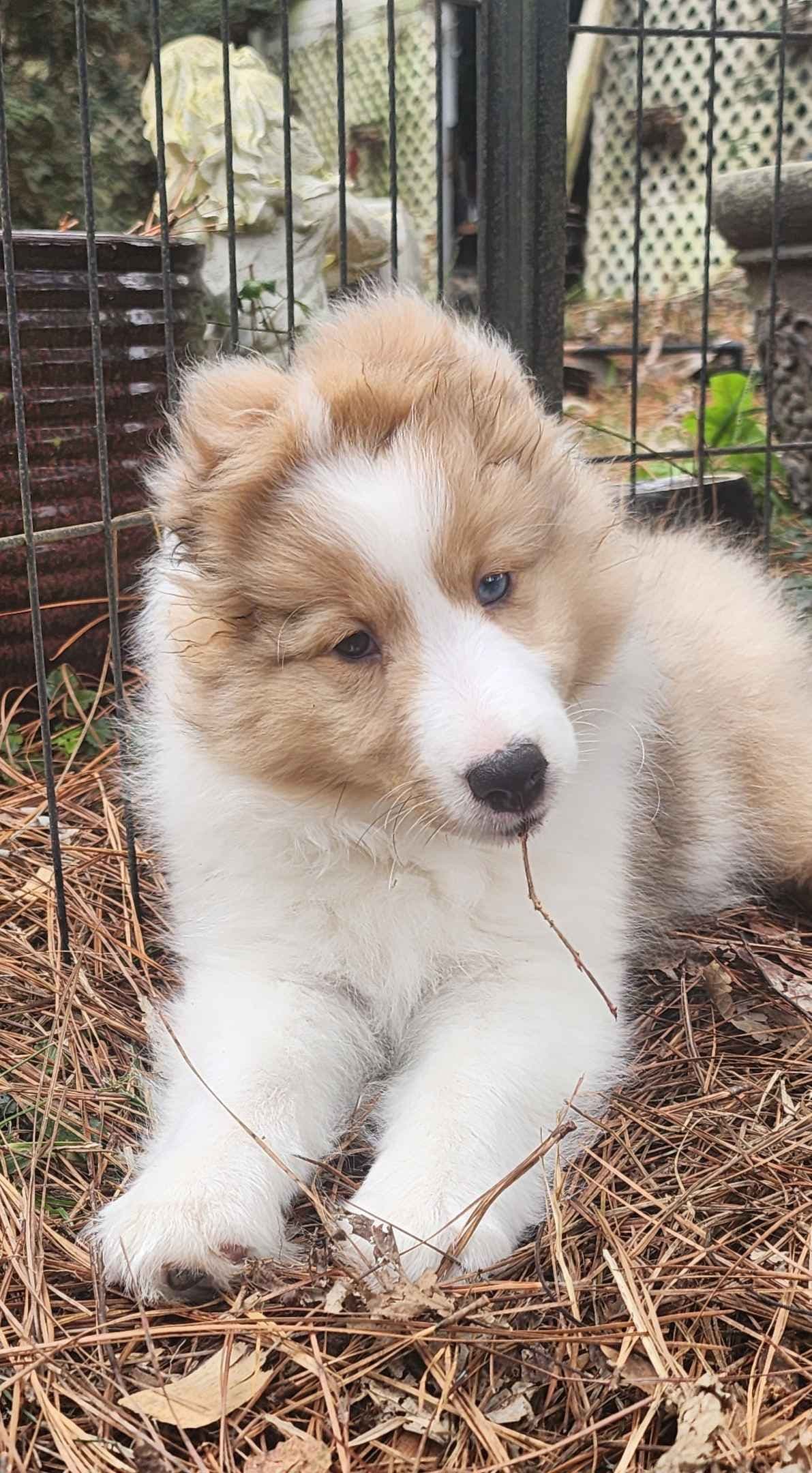 Shetland Sheepdog Puppies breeder image 3