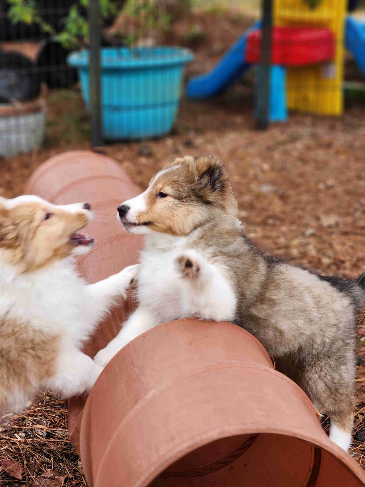 Shetland Sheepdog Puppies breeder image 15