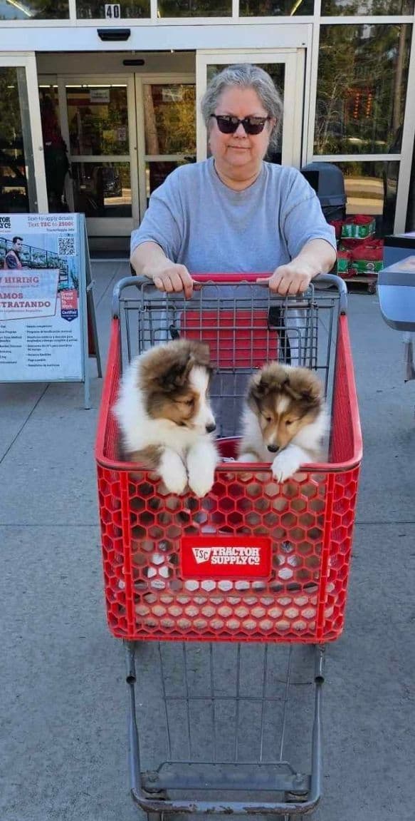 Shetland Sheepdog Puppies breeder image 17