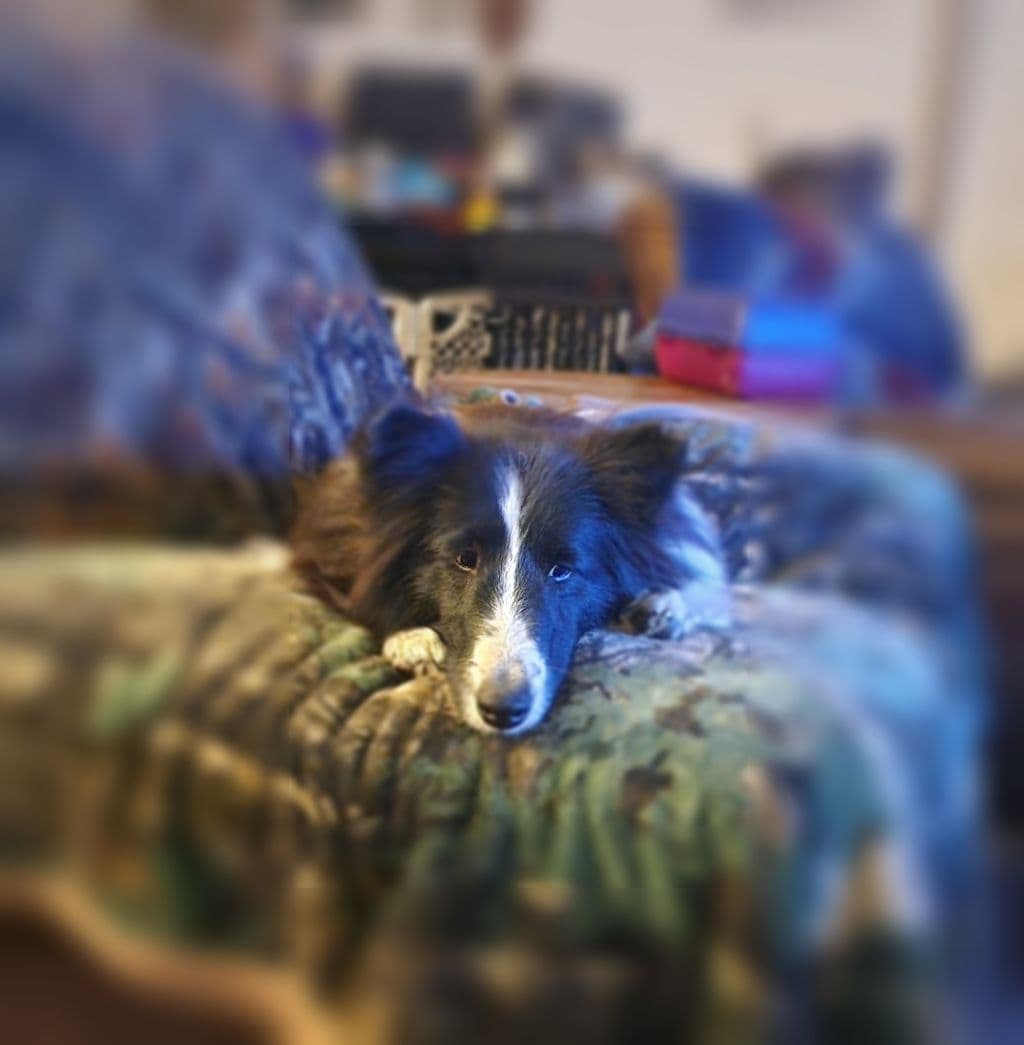 Shetland Sheepdog Puppies breeder image 19