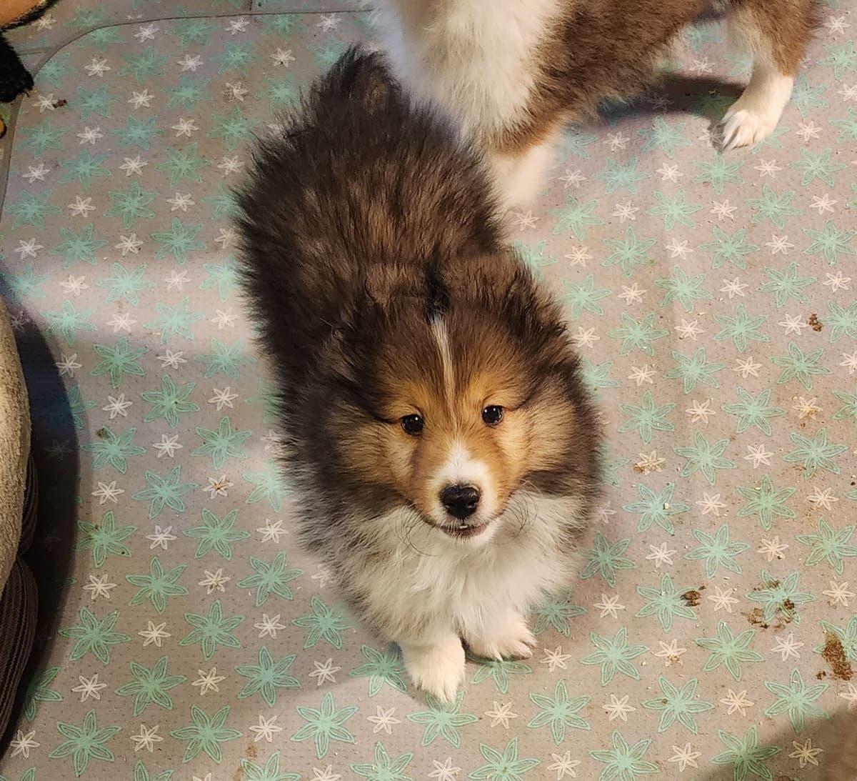 Shetland Sheepdog Puppies breeder image 24