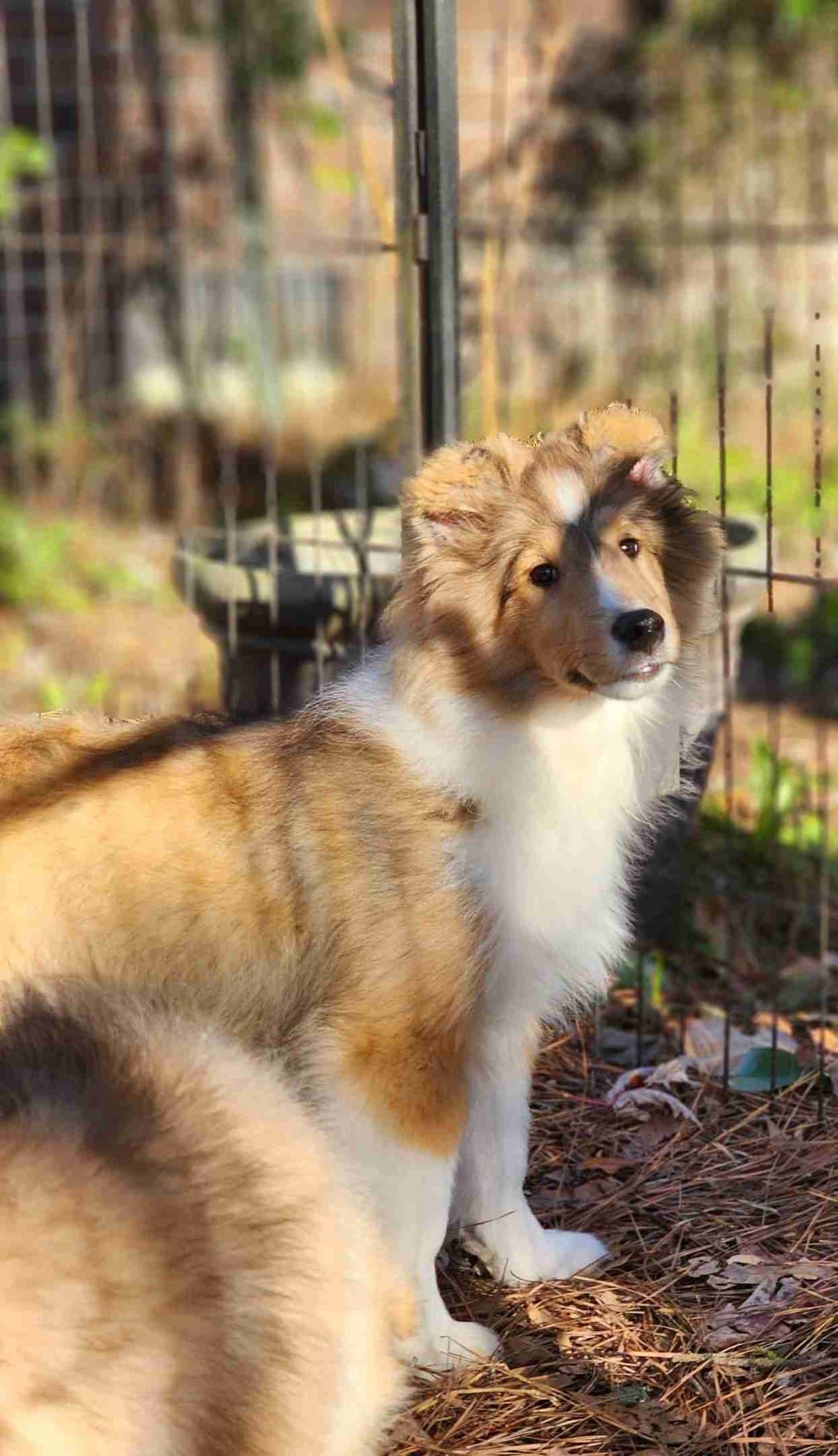 Shetland Sheepdog Puppies breeder image 20