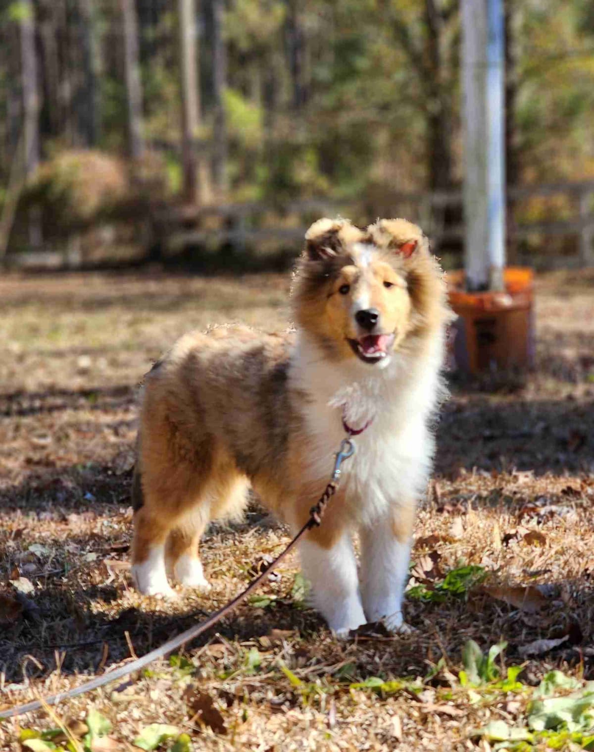 Shetland Sheepdog Puppies breeder image 26
