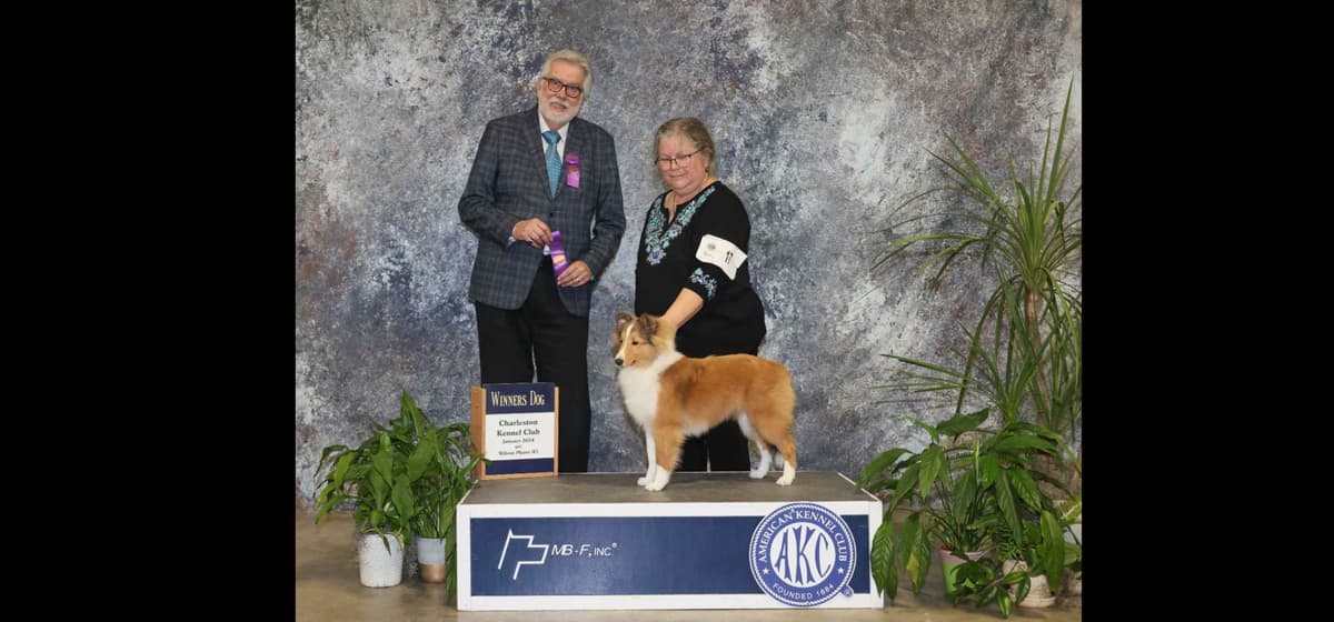 Shetland Sheepdog Puppies breeder image 25
