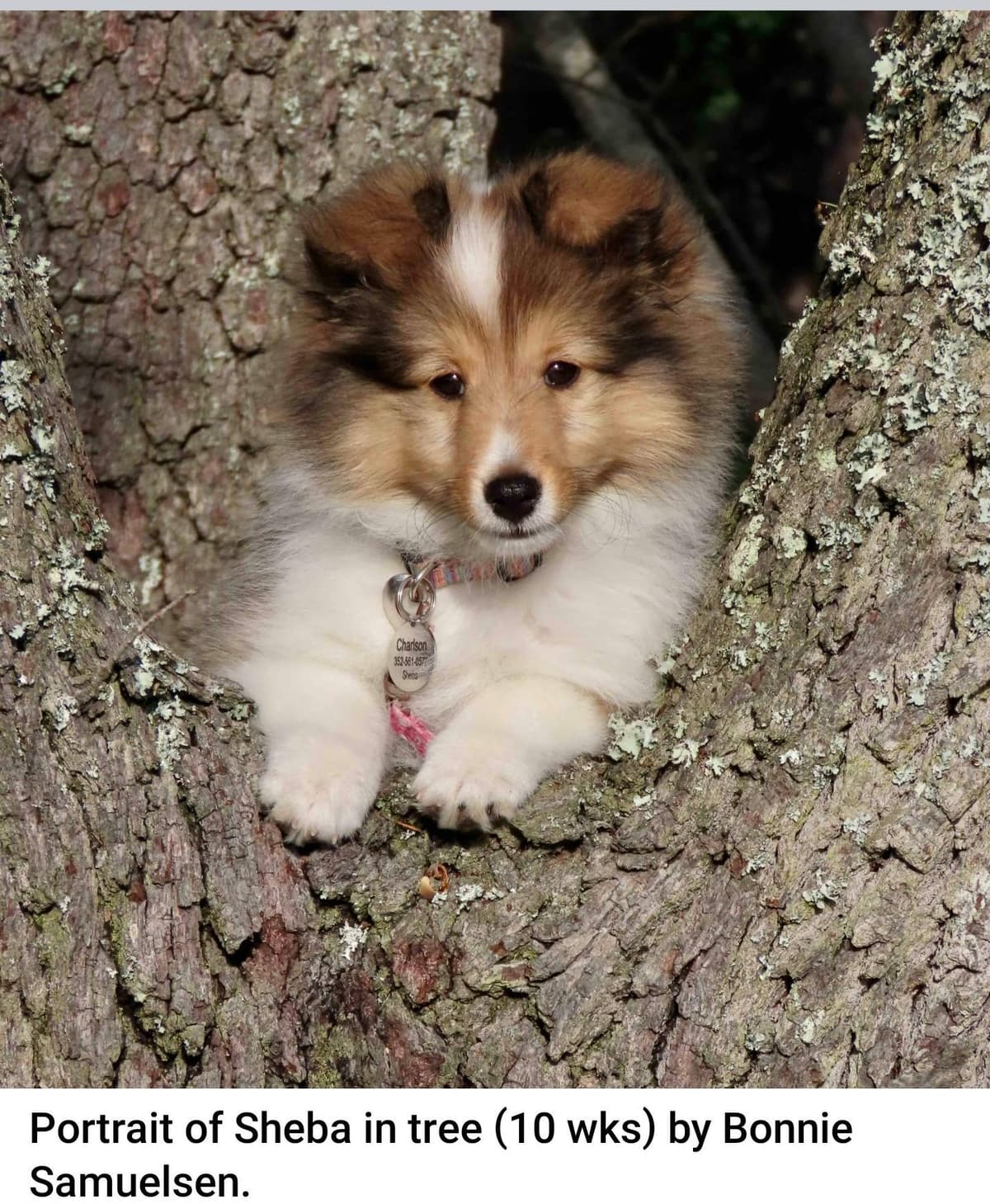 Shetland Sheepdog Puppies breeder image 21