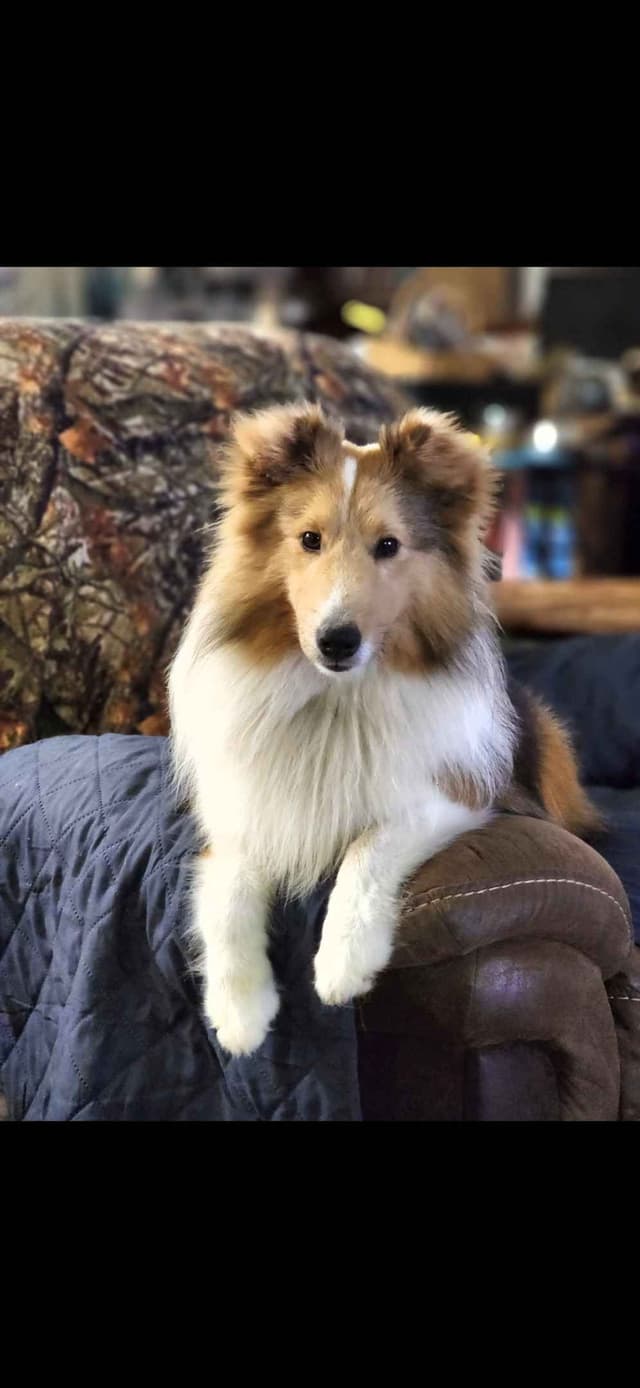 Shetland Sheepdog Puppies media 2