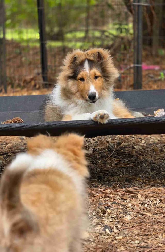 Shetland Sheepdog Puppies media 4