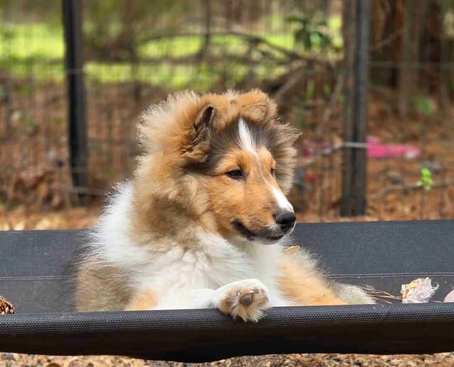 Shetland Sheepdog Puppies media 5