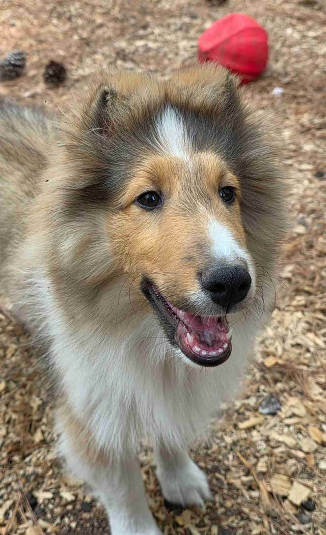 Shetland Sheepdog Puppies media 6