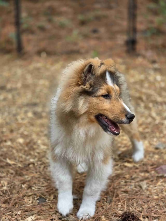Shetland Sheepdog Puppies media 7