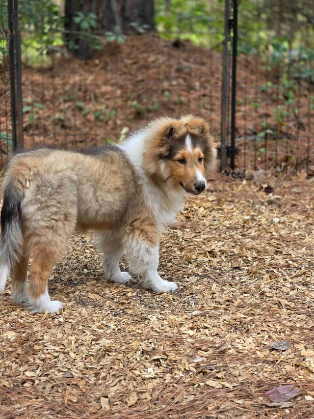 Shetland Sheepdog Puppies media 8