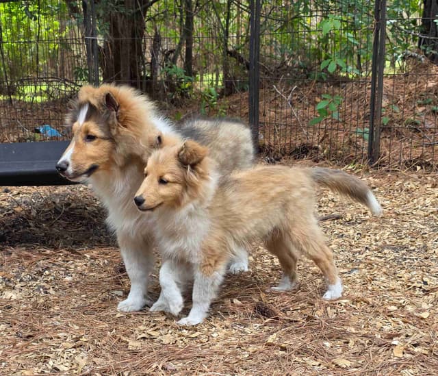 Shetland Sheepdog Puppies media 9