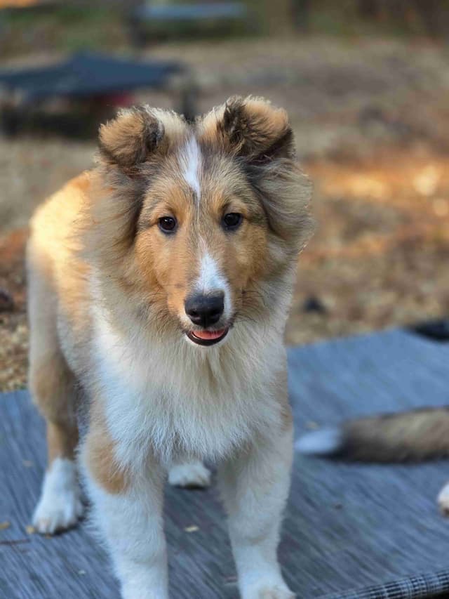 Shetland Sheepdog Puppies media 10