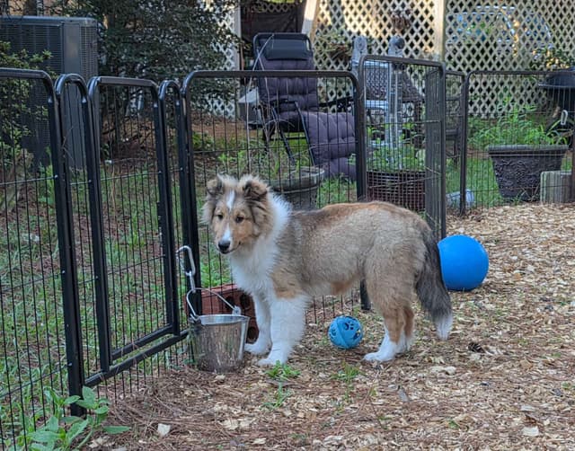 Shetland Sheepdog Puppies media 11