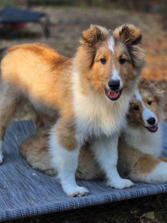 Shetland Sheepdog Puppies media 12